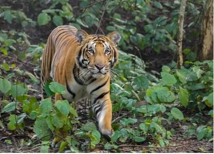 उत्तराखंड के इस चिड़ियाघर में अब मिलेगा बाघ को देखने का मौका, ढेला स्थित रेस्क्यू सेंटर से लाये जाएंगे दो बाघ 