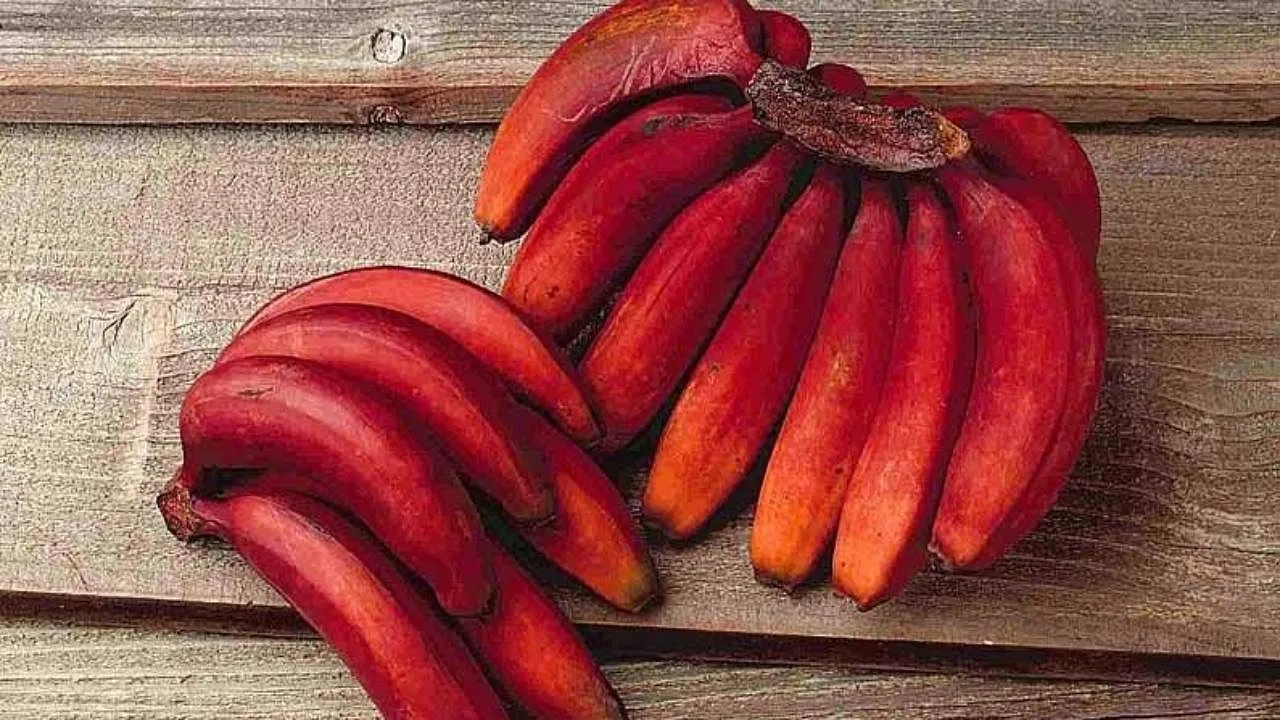 लाल केला खाना होता है स्वास्थ्य के लिए लाभदायक, जानिए कैसे है पीले केले से अलग