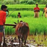 भारतीय कृषि का अमृतकाल