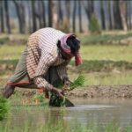 छोटे किसान खाद्य सुरक्षा की सबसे बड़ी ताकत