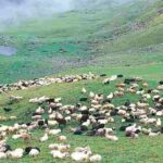 बुग्यालों में परमिट नहीं मिलने से रास्तों में डेरा डाले बैठे हैं वन गुर्जर, मवेशियों के साथ संकट में जीवन