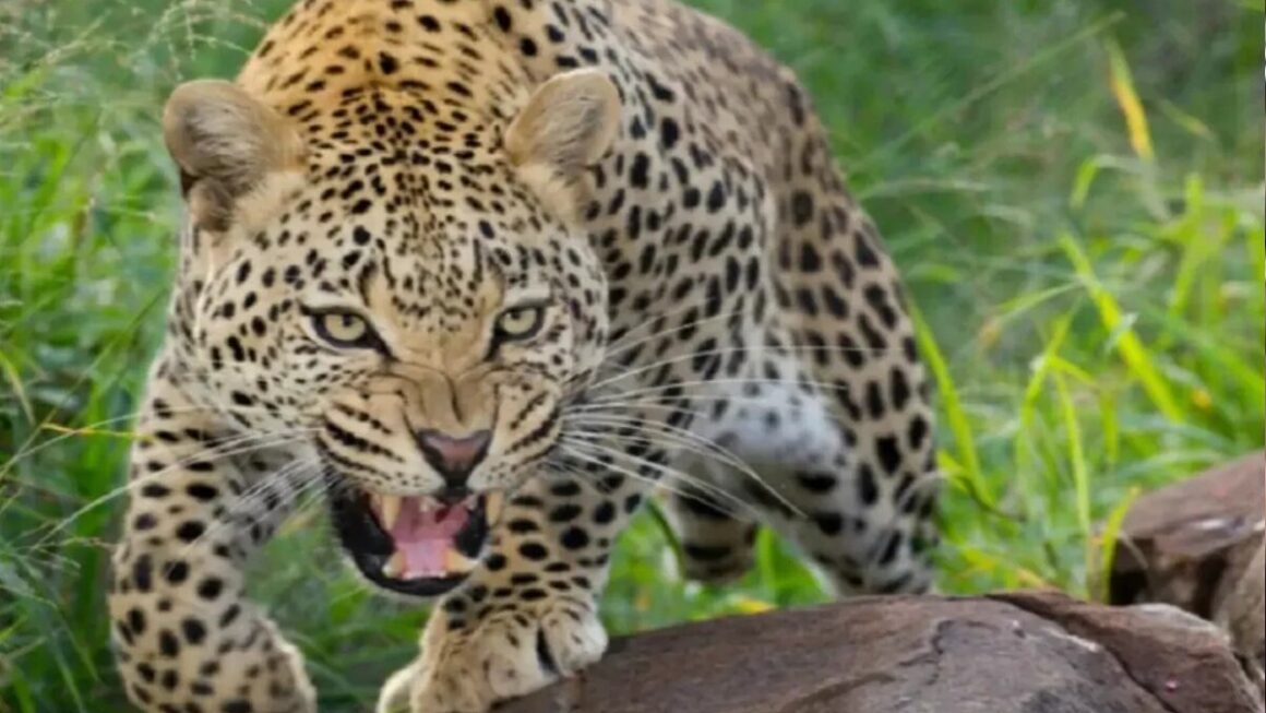 रुद्रप्रयाग में वन विभाग की बड़ी कार्रवाई, आदमखोर गुलदार को किया ढेर