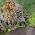 रुद्रप्रयाग में वन विभाग की बड़ी कार्रवाई, आदमखोर गुलदार को किया ढेर