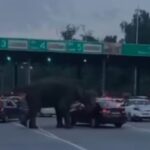 लच्छीवाला टोल प्लाज़ा पर फिर हाथी का आतंक, टोल बैरियर तोड़ा, गाड़ी पलटने की कोशिश