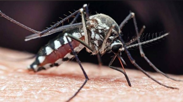 मच्छरों के काटने से हो सकती है ये गंभीर बीमारी, जानें इसके लक्षण और बचाव के उपाय