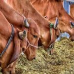 उत्तराखंड में पशुओं की 34 दवाओं पर लगा प्रतिबंध, FDA ने जारी किया आदेश