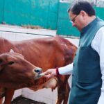 मुख्यमंत्री धामी ने गोवर्धन पूजा पर किया गौ माता का पूजन और सेवा