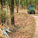 वन्यजीव प्रेमियों के लिए अच्छी खबर, 15 अक्टूबर से पर्यटकों के लिए खोल दिया जाएगा बिजरानी जोन