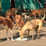 हर वार्ड में बनेंगे निराश्रित कुत्तों के भोजन स्थल, सुप्रीम कोर्ट के निर्देश पर जारी हुई नियमावली