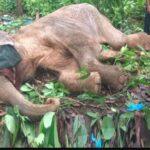 राज्य में बढ़ रही हाथियों की मौत की घटनाएं, वन विभाग ने सुरक्षा उपाय किए तेज