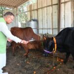 कैबिनेट मंत्री गणेश जोशी ने गोवर्धन पूजा के अवसर पर किया गौमाता का पूजन 