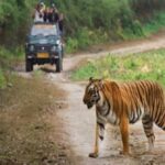 राजाजी टाइगर रिजर्व में 15 नवंबर से शुरू होगी जंगल सफारी