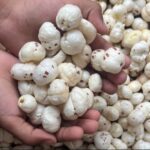 क्या आप भी करते हैं मखाने का अत्यधिक सेवन? अगर हां, तो जान लीजिये इसके नुकसान