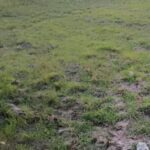 उत्तराखंड में सूखे जैसे हालात, कम बारिश-बर्फबारी से खेती, पर्यटन और पर्यावरण पर संकट