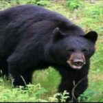 राज्य में मानव–वन्यजीव संघर्ष बढ़ा, भालू के हमलों में हुई सबसे अधिक मौतें