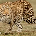 खुटियाखाल में तेंदुए का हमला, महिला की मौत से गांव में दहशत