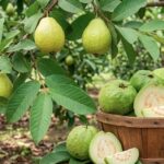 पाचन संबंधी समस्याओं से लेकर डायबिटीज और सर्दी-जुकाम में भी फायदेमंद है अमरूद