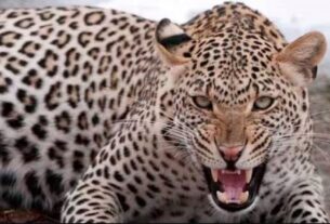 गुलदार के हमले में बुजुर्ग महिला की मौत, झाड़ियों में मिला शव