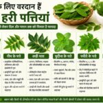 सेहत के लिए किसी वरदान से कम नहीं हैं ये 6 हरी पत्तियां, इम्यूनिटी बढ़ाने से लेकर दिल और पाचन तक को मिलता है फायदा
