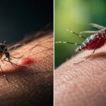 बारिश के साथ बढ़ा डेंगू का खतरा, 40 अस्पतालों में 1,662 बेड किए गए आरक्षित
